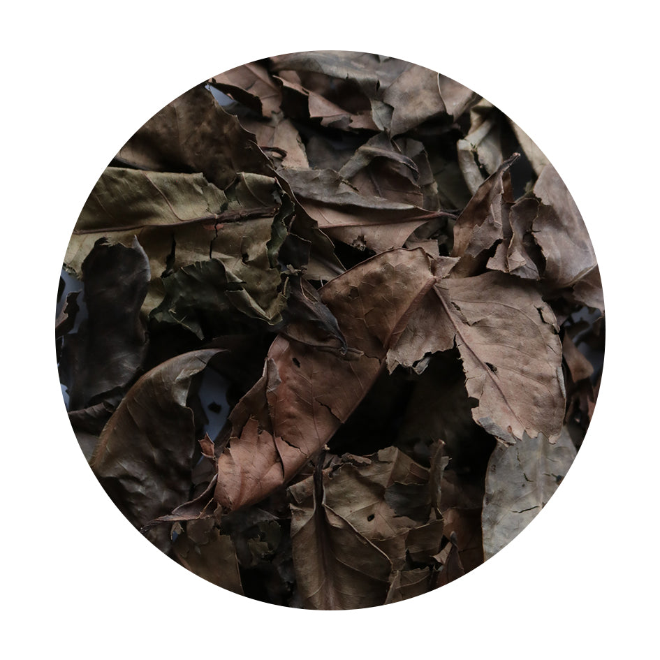 Daun Salam blad