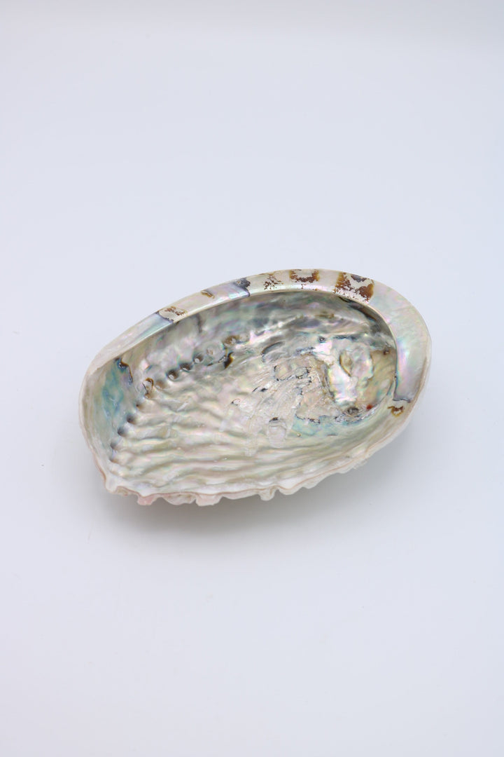 Abalone Schelp - Wit - Ø 16-14cm
