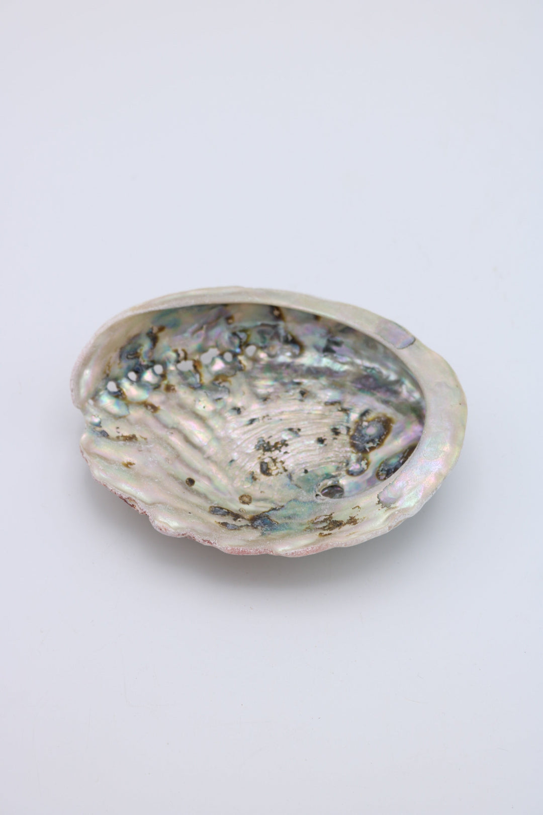 Abalone Schelp - Wit - Ø 10-12cm