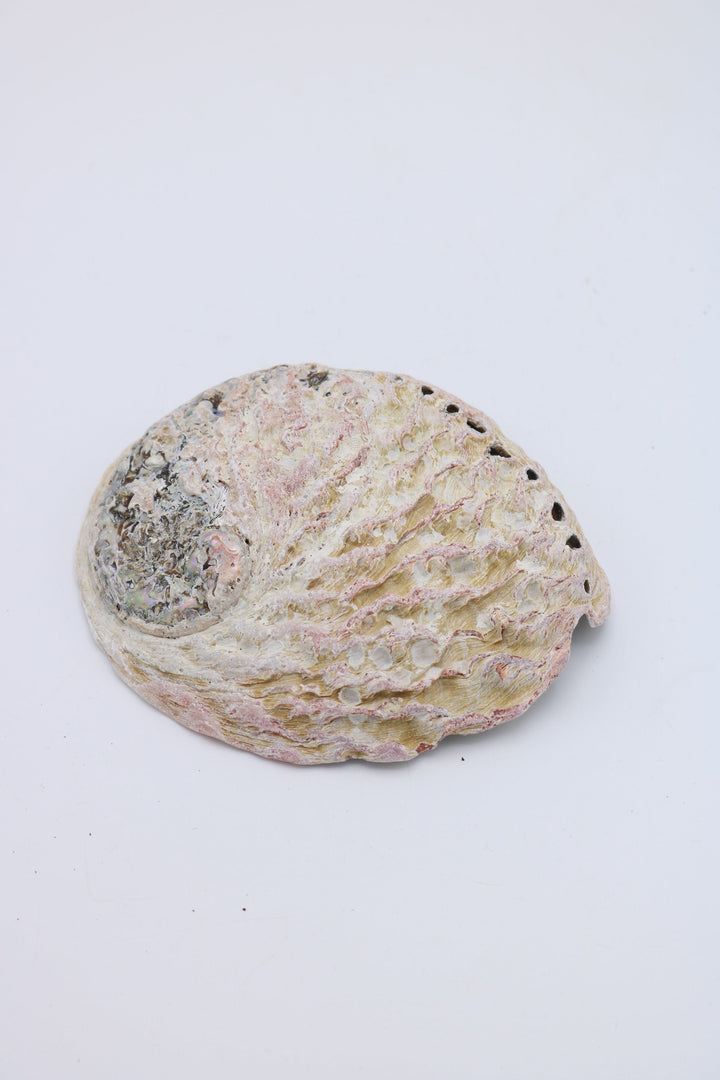 Abalone Schelp - Wit - Ø 10-12cm